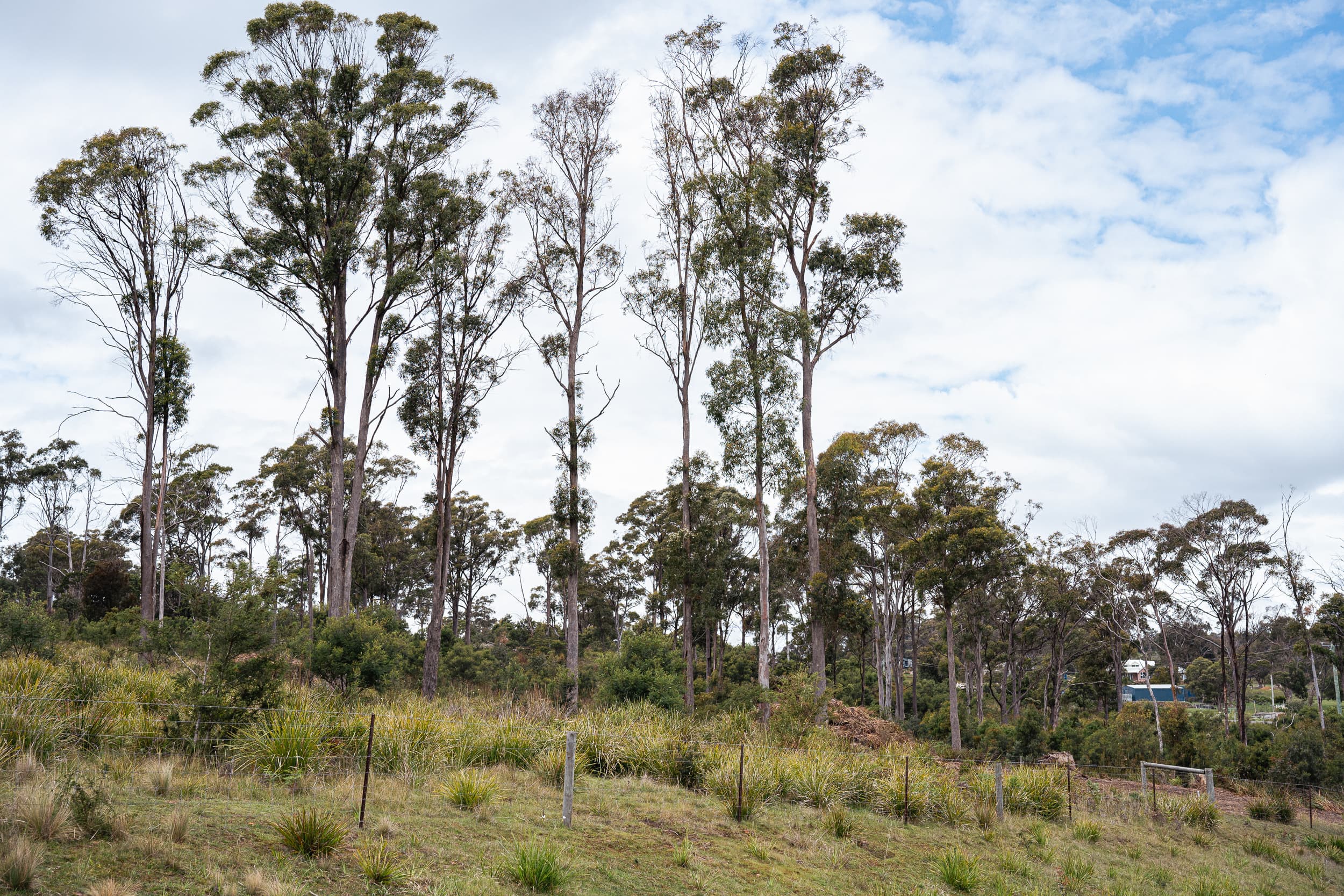 8 Ardea Drive, Swan Bay, Swan Bay - Thumbnail 5