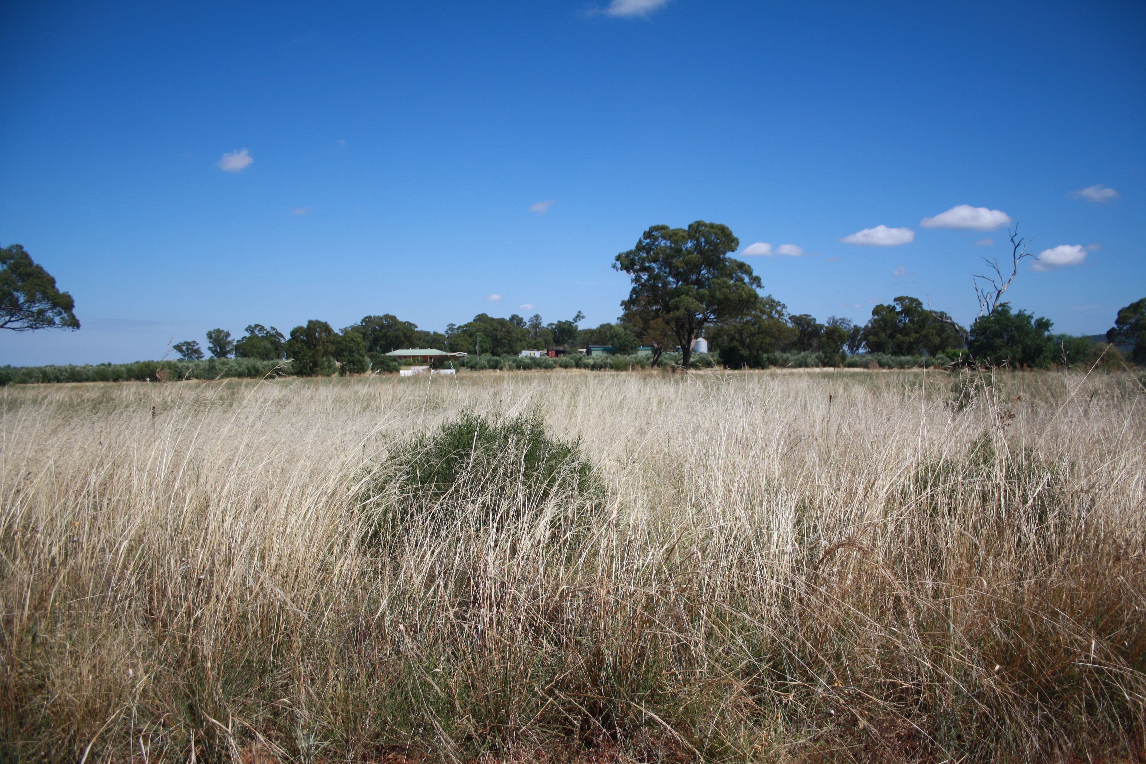 Lot 51 West Street, Bogan Gate, Bogan Gate - Thumbnail 2