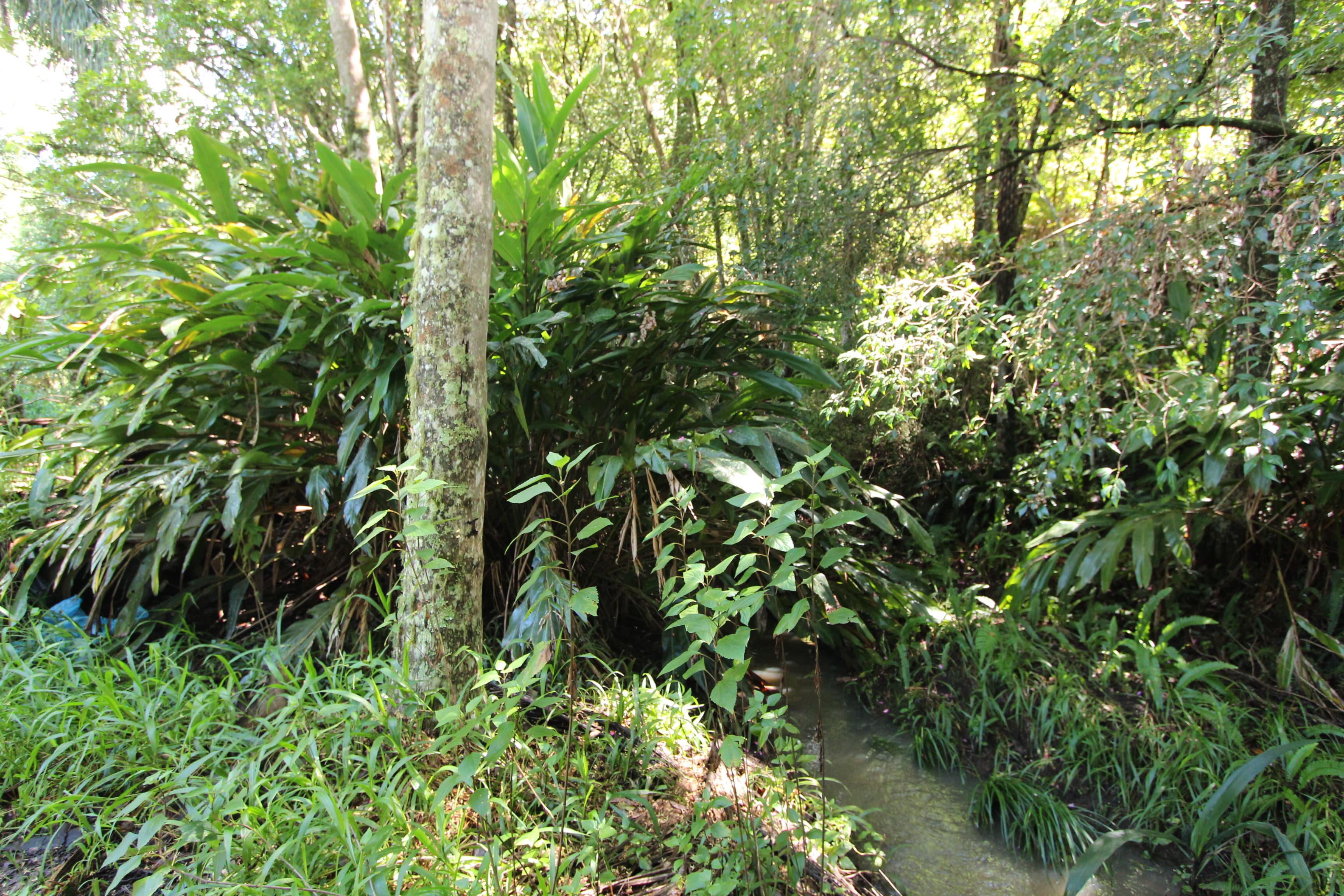 20 Yaralin Close, Johns River, Johns River - Thumbnail 4