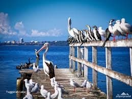 74 (Lot 24) Voyager Street, Wadalba, Wadalba - Thumbnail 7