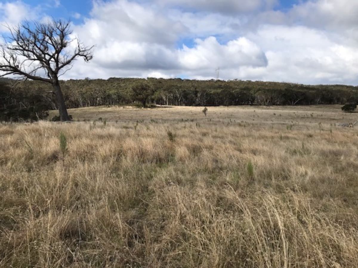 216 Shaws Creek Road, Goulburn, Goulburn - Thumbnail 3