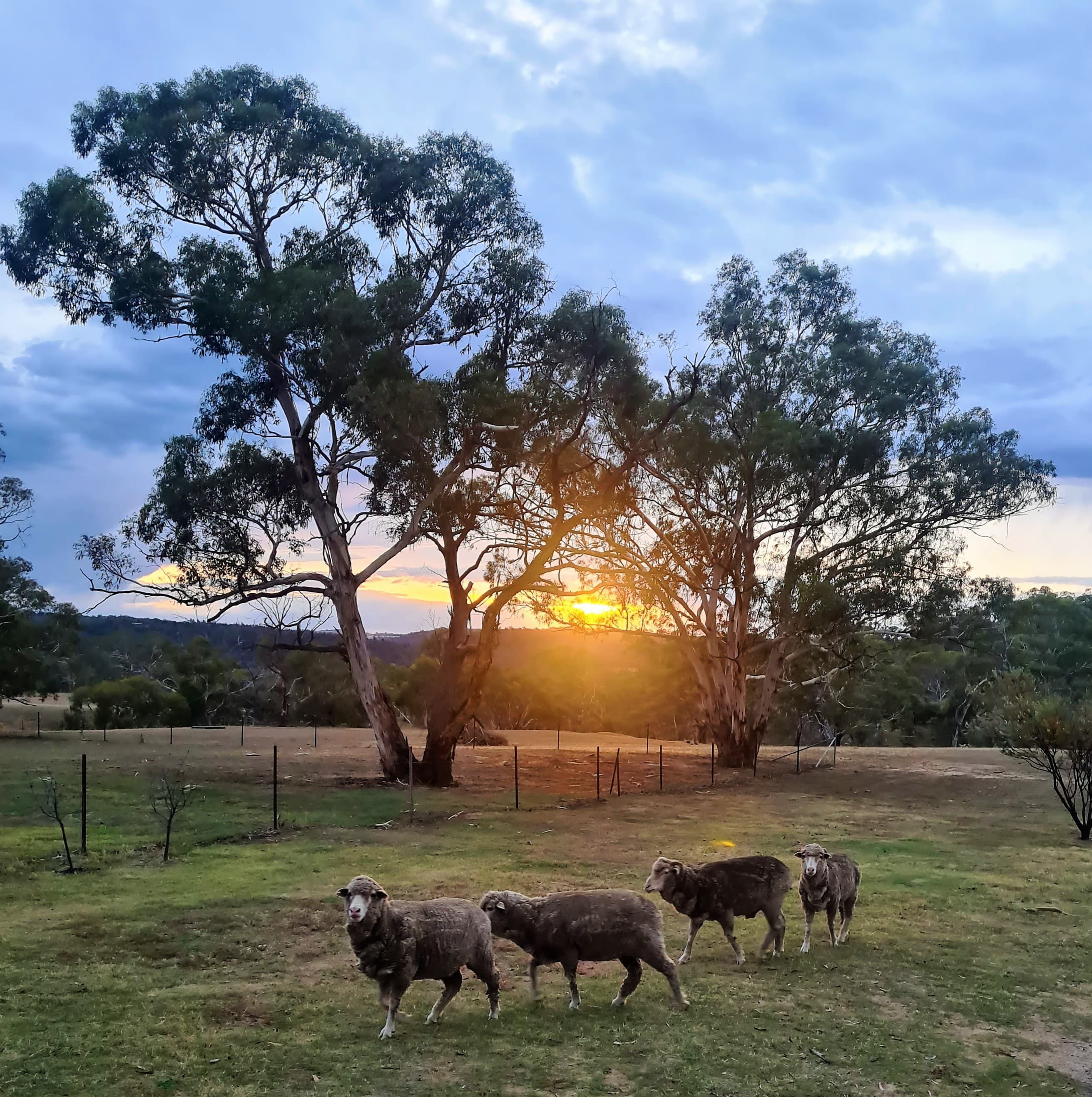 211 Bidgee Road, Cooma, Cooma - Thumbnail 4