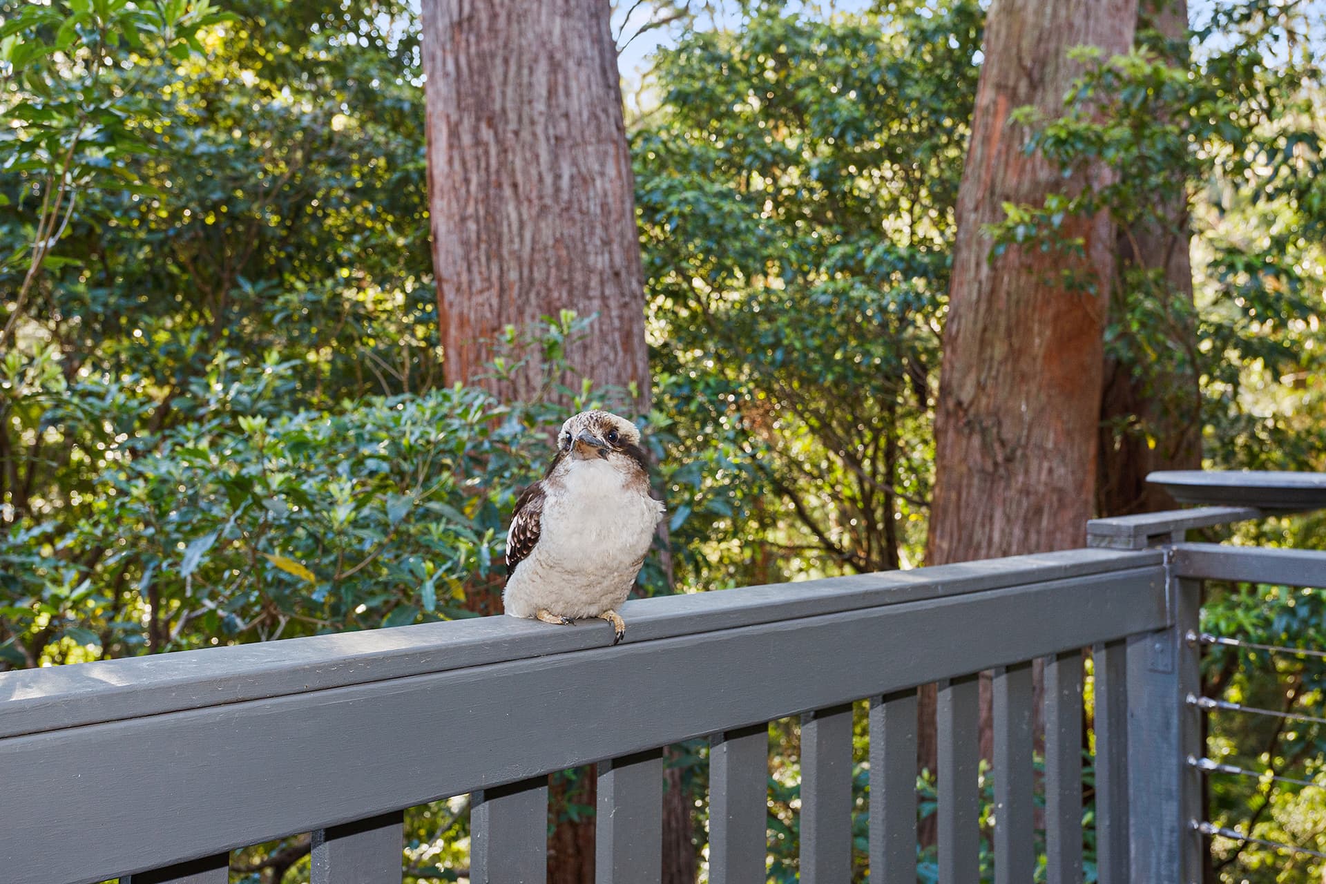 12 Cope Place, Bulli, Bulli - Thumbnail 6