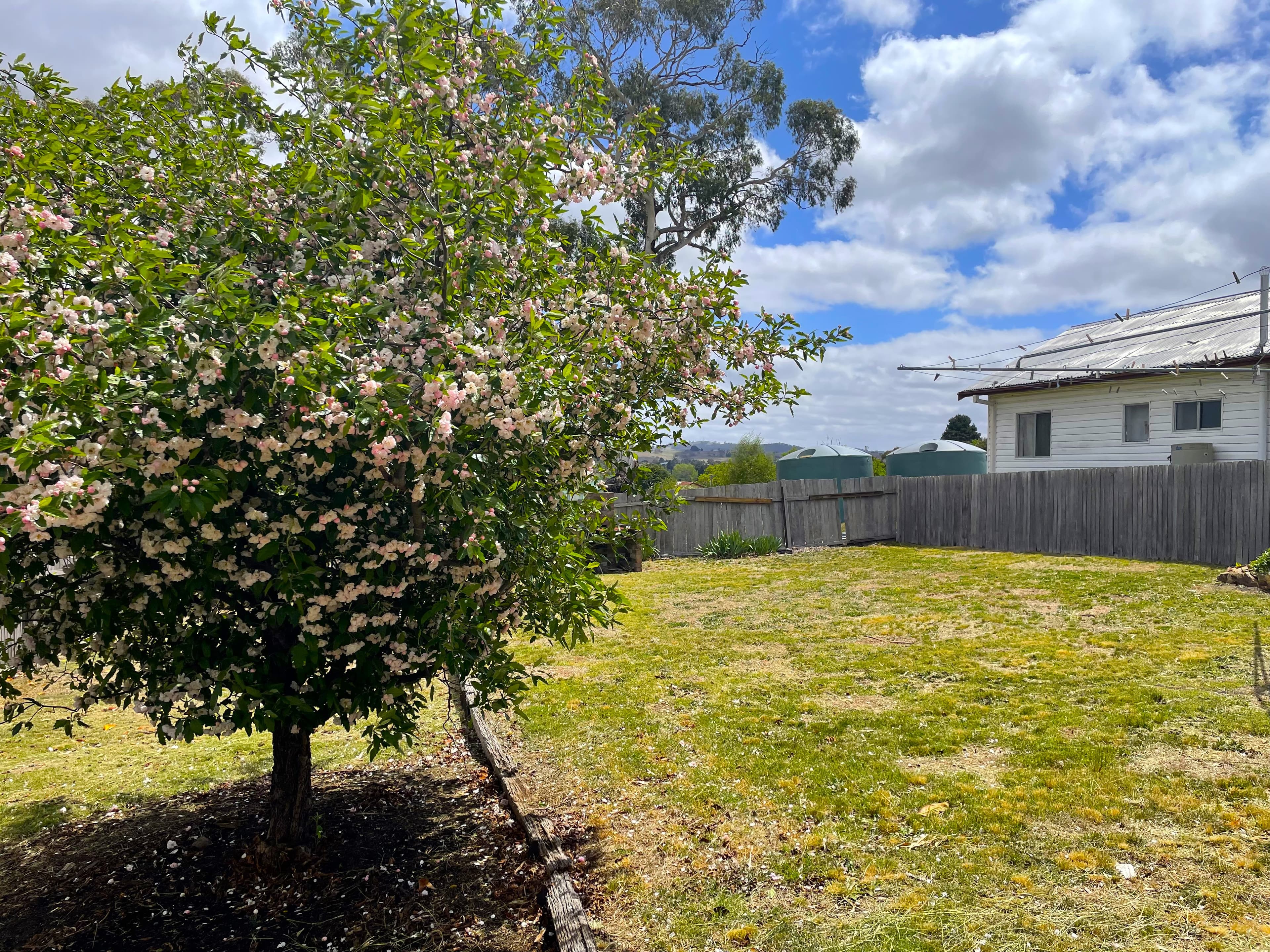 15 Wellington Street, Bombala, Bombala - Thumbnail 4
