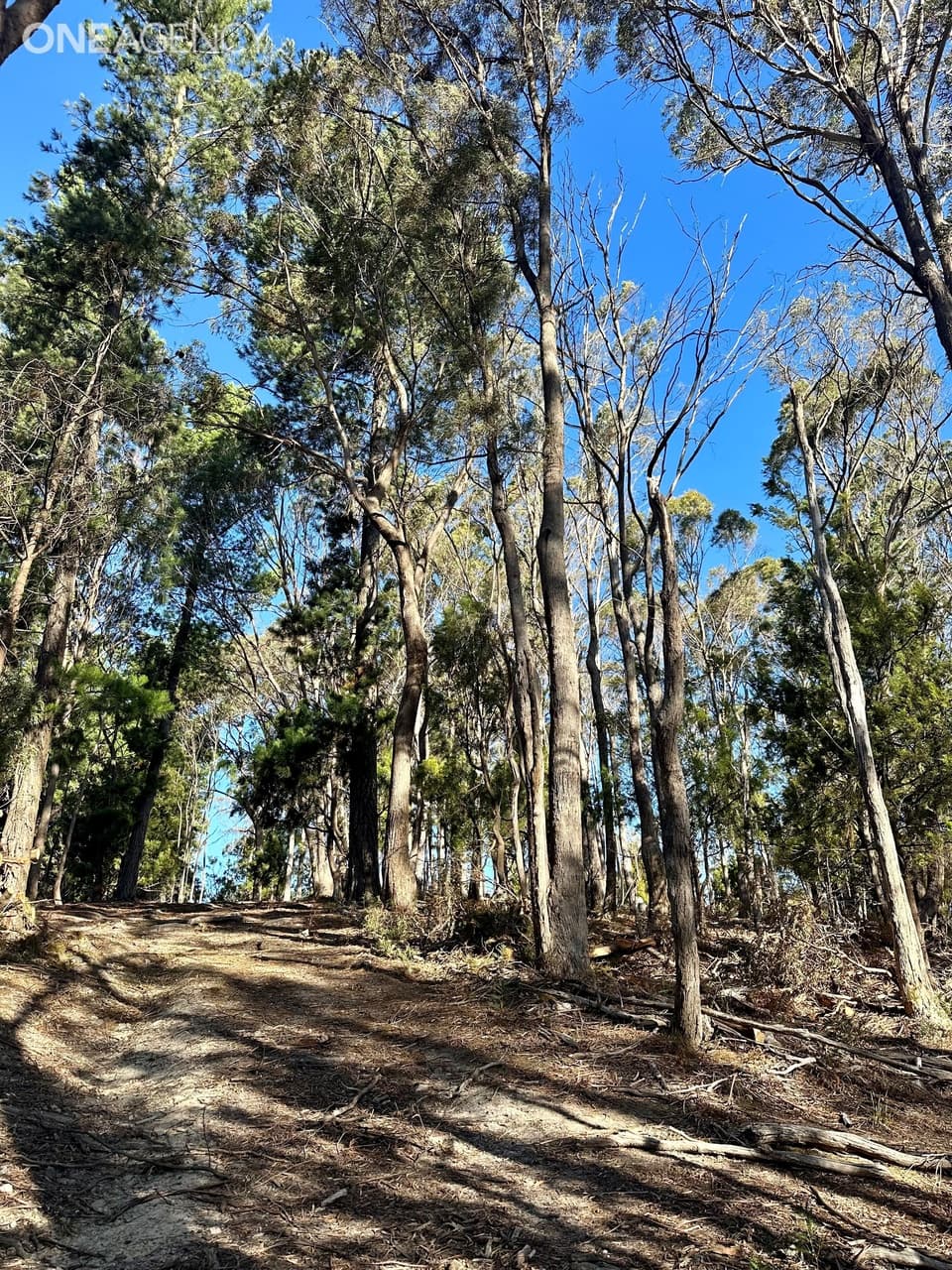 Benny Street, Latrobe, Latrobe - Thumbnail 8