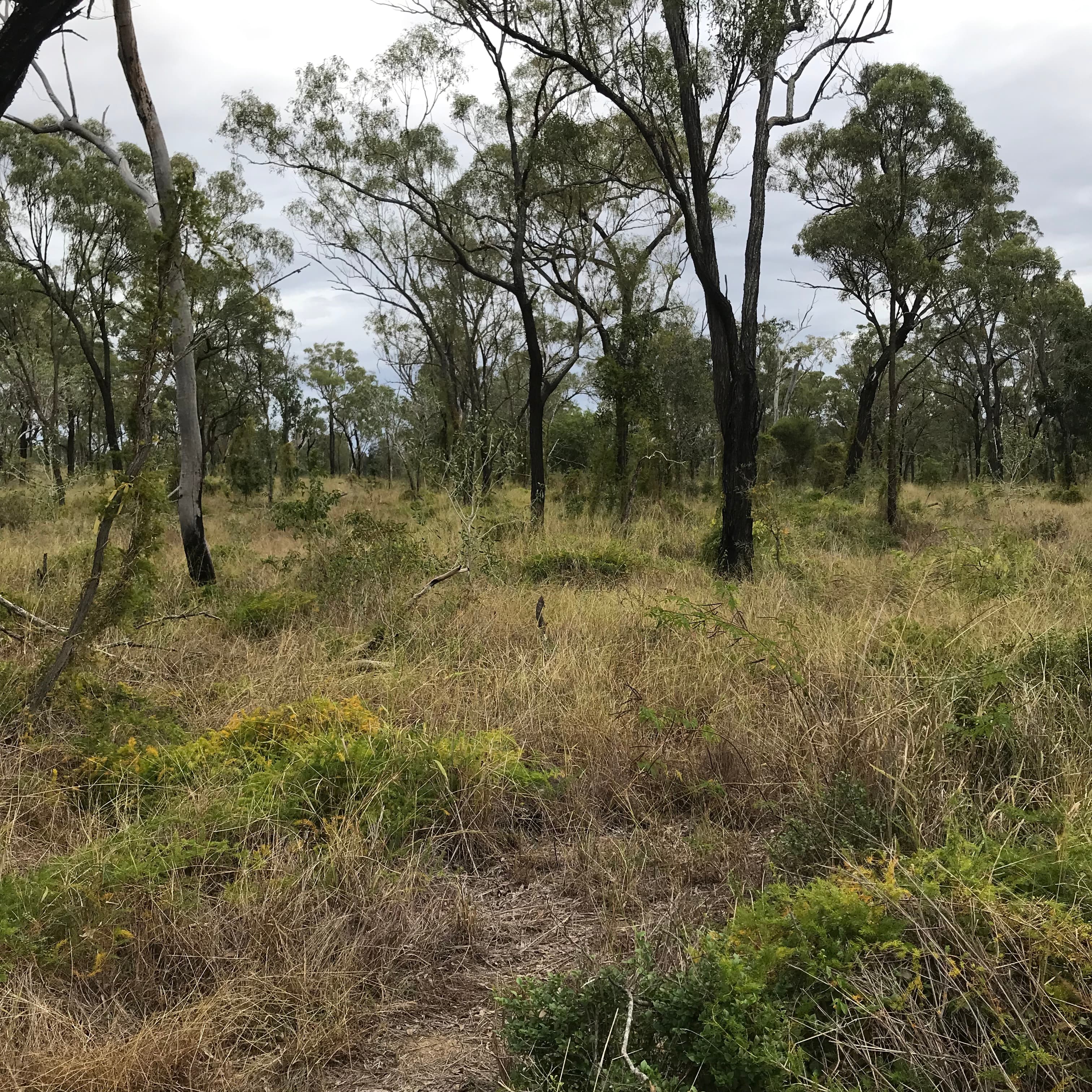 Lot 9 South Yaamba  Road, Alton Downs, Alton Downs - Thumbnail 5