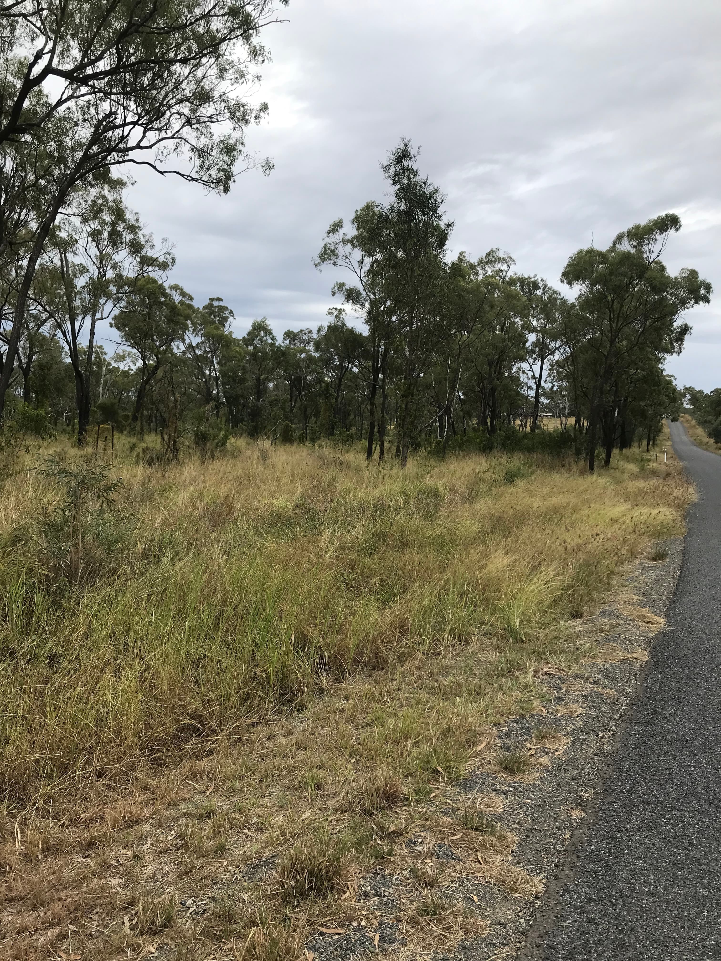 Lot 9 South Yaamba  Road, Alton Downs, Alton Downs - Thumbnail 6