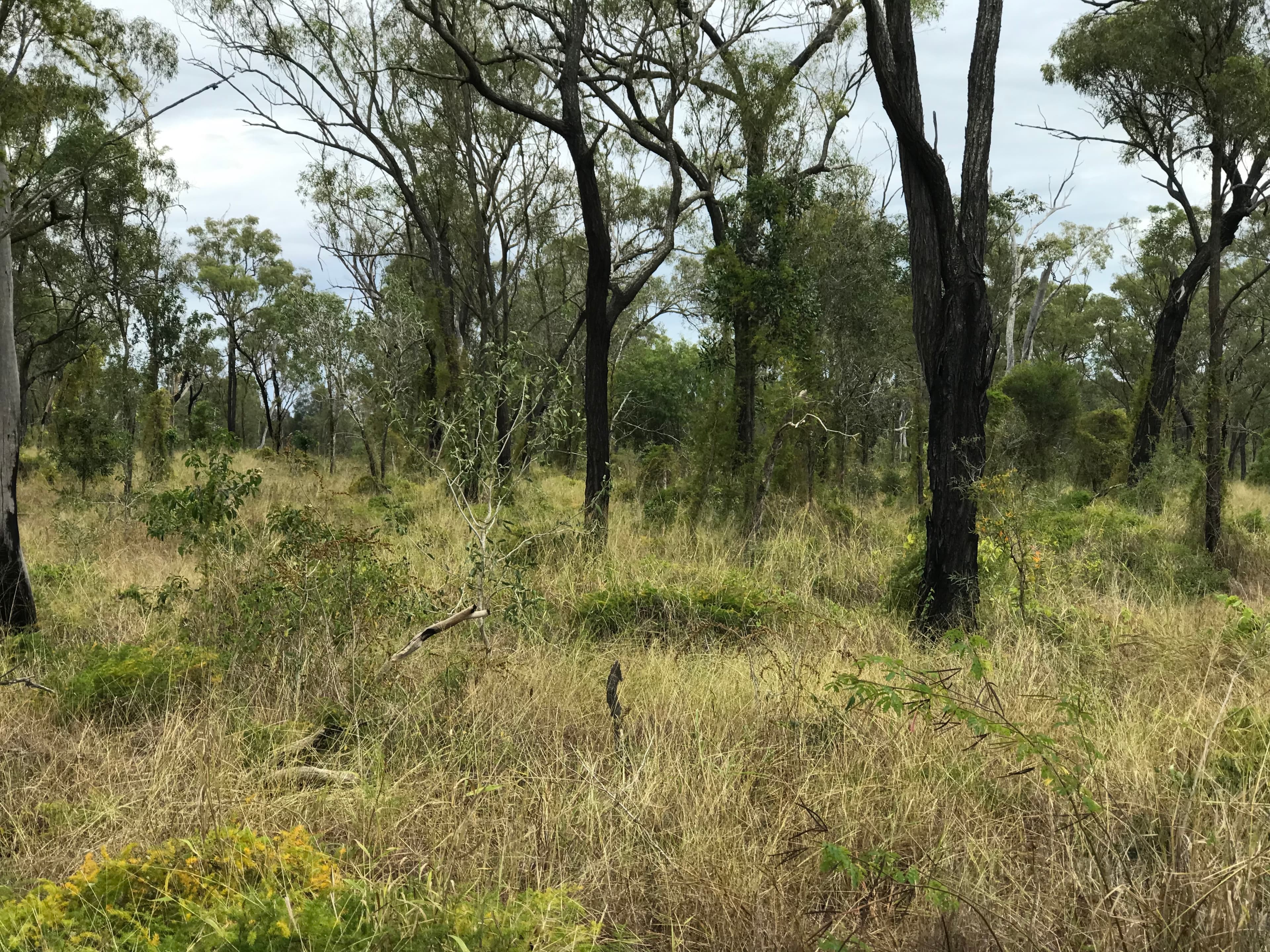 Lot 9 South Yaamba  Road, Alton Downs, Alton Downs - Image 1