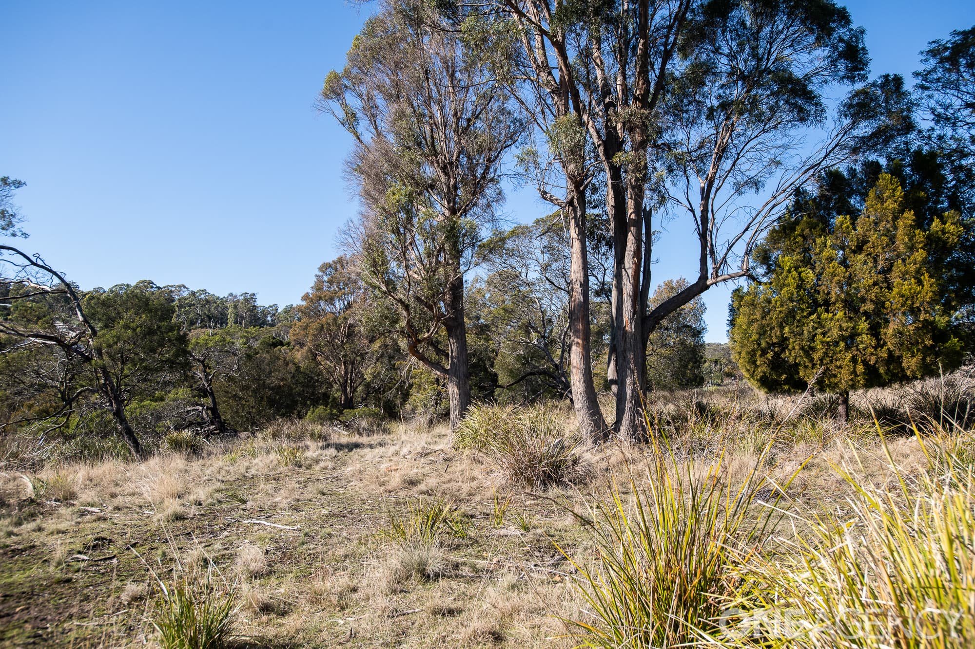 8 Aquila Place, Swan Bay, Swan Bay - Thumbnail 8