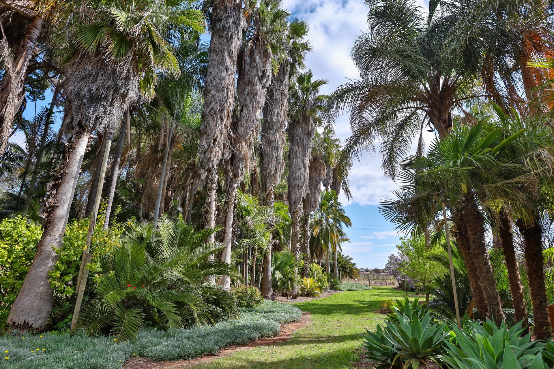 143 Belar Avenue, Irymple, Irymple - Thumbnail 2