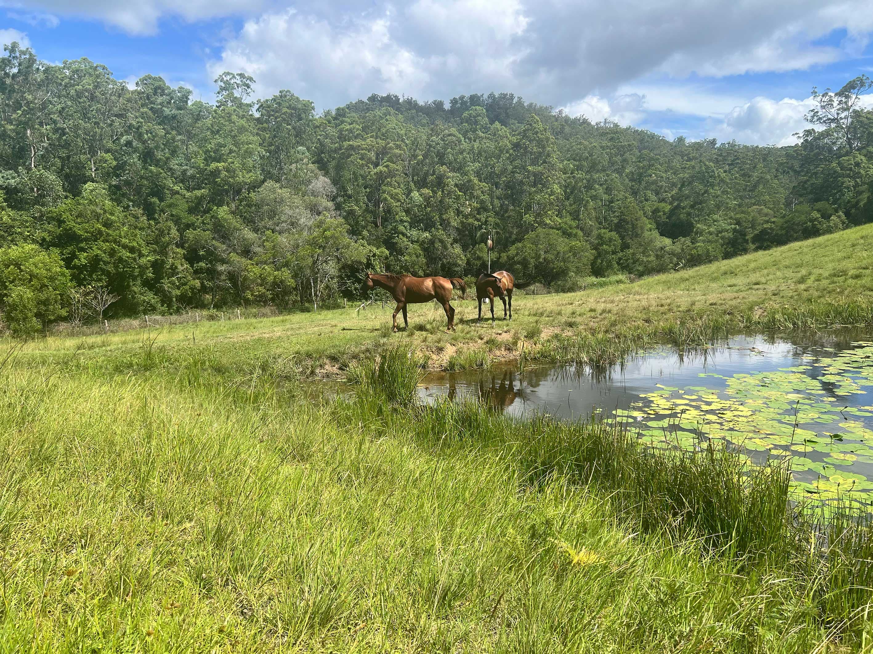 Lot 12 Cookes Road, Conondale, Conondale - Thumbnail 8