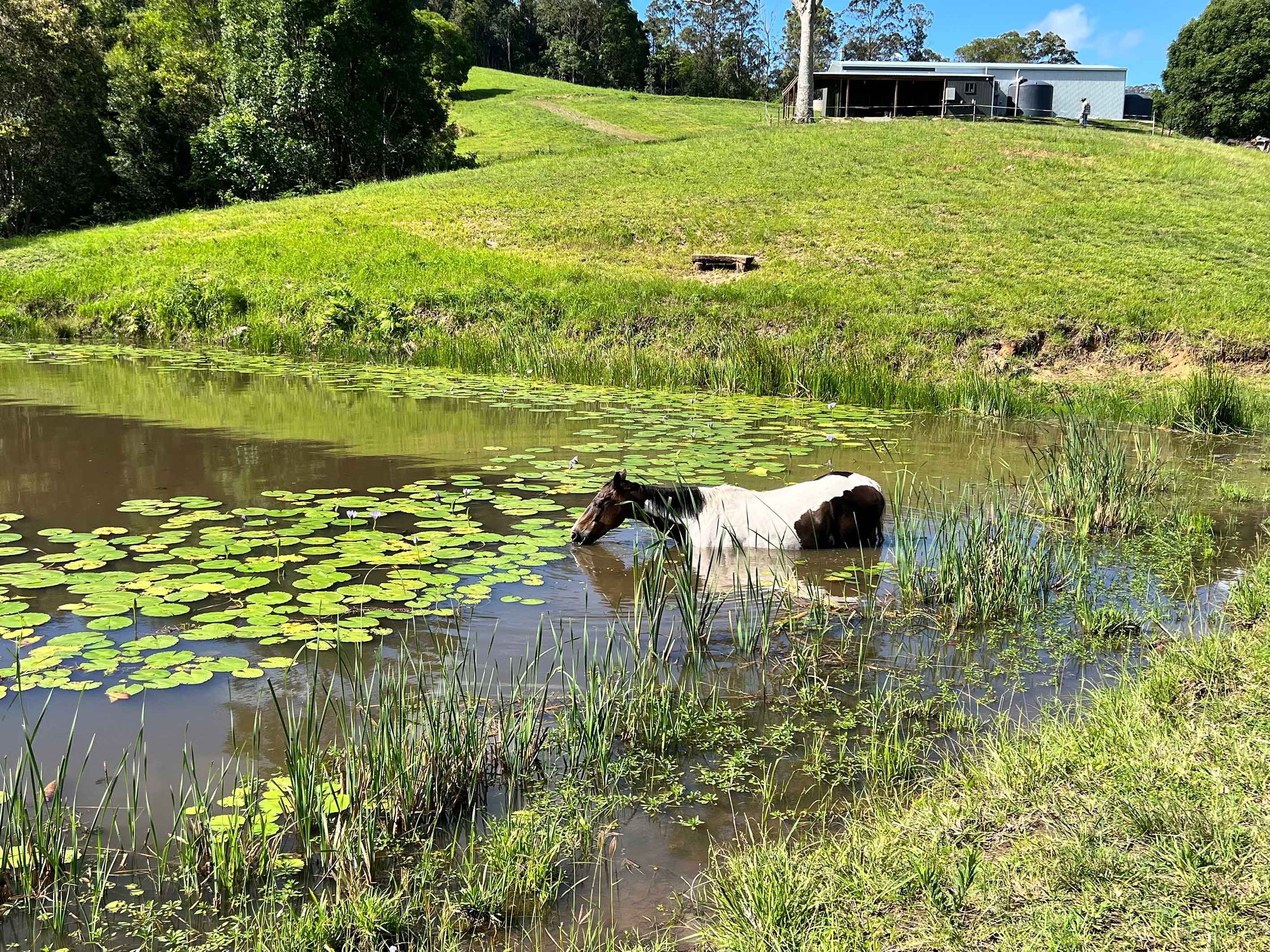Lot 12 Cookes Road, Conondale, Conondale - Image 1