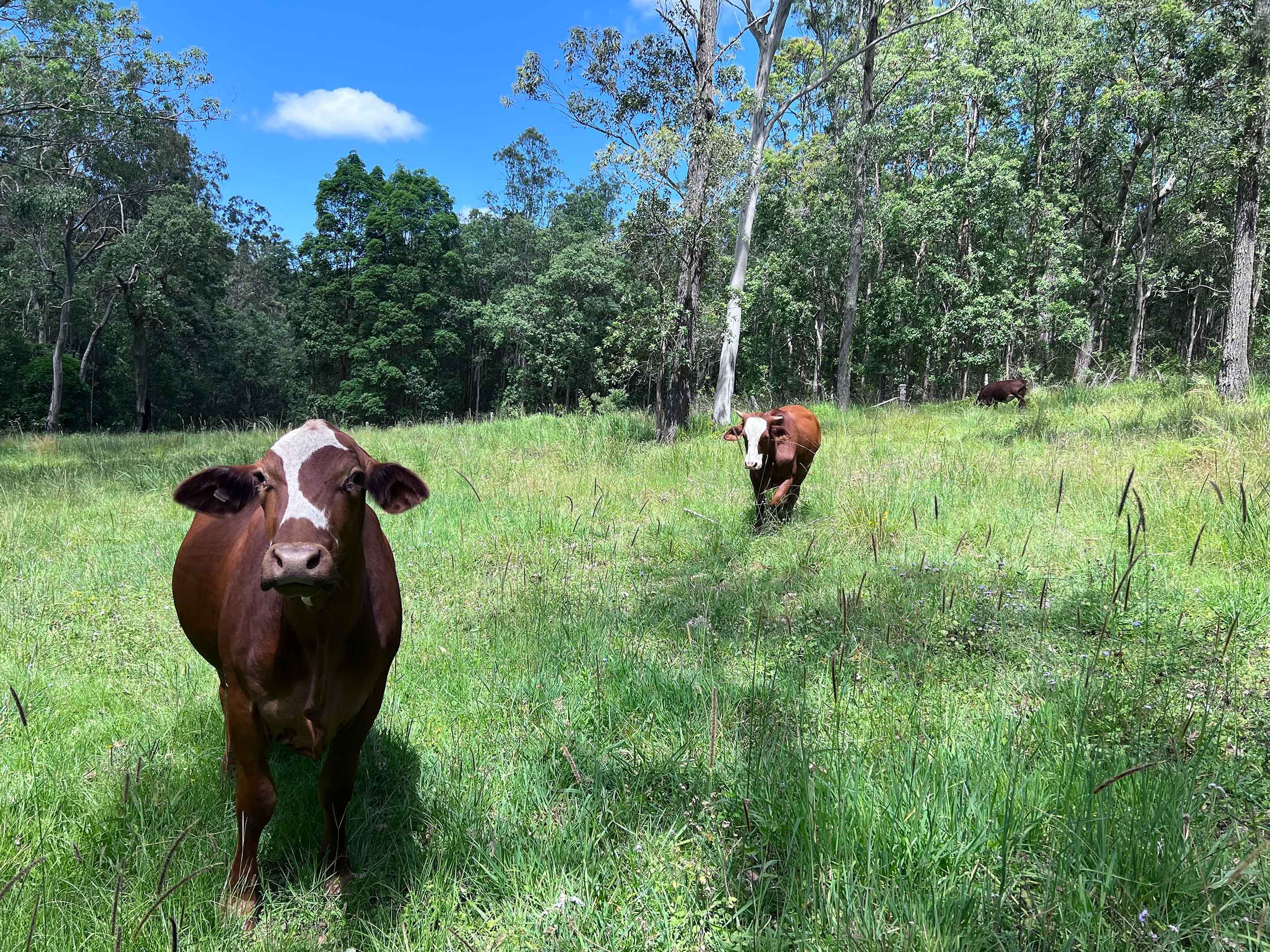 Lot 12 Cookes Road, Conondale, Conondale - Thumbnail 2