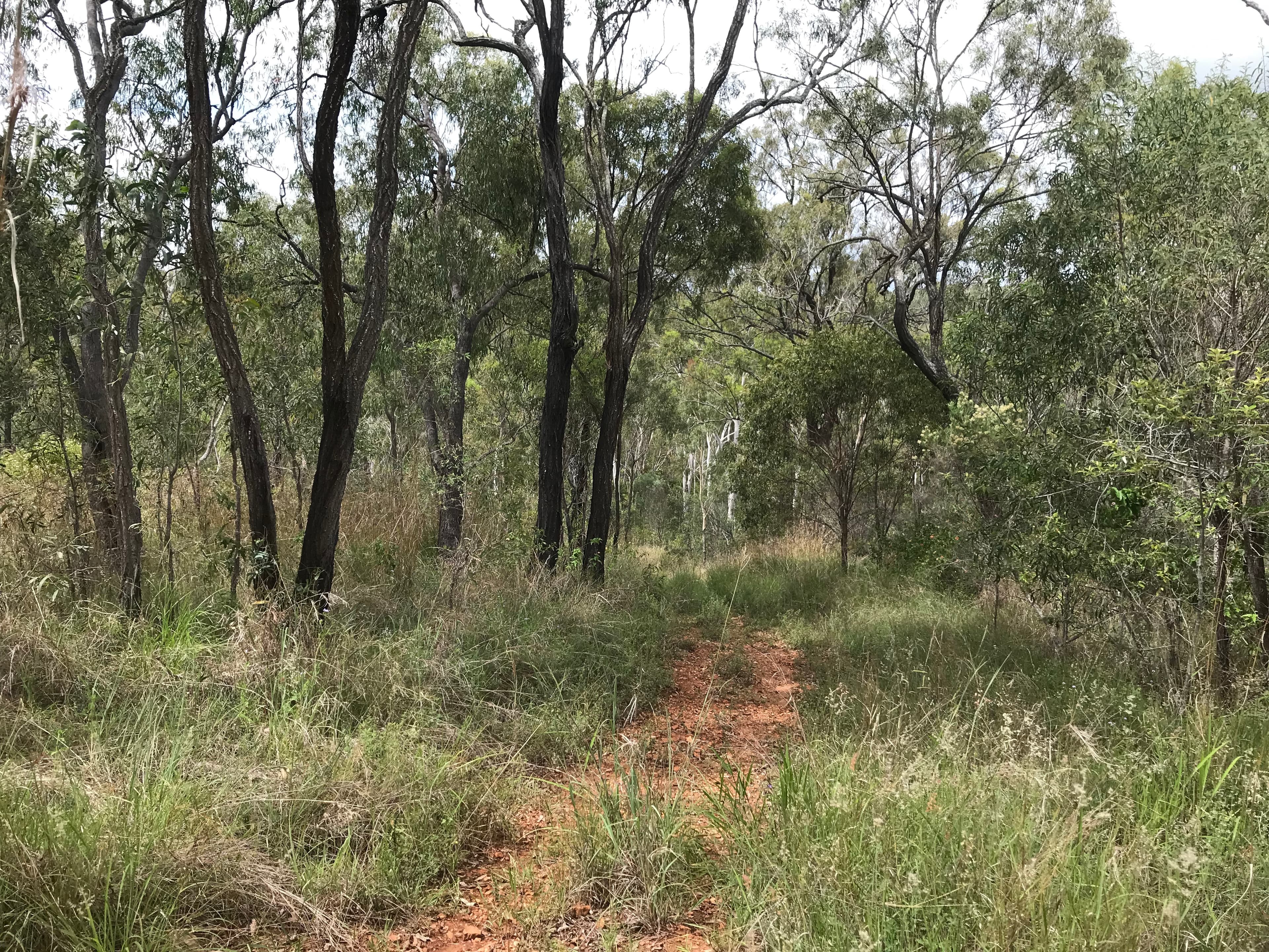 18 Jones Street, Moongan, Moongan - Thumbnail 4