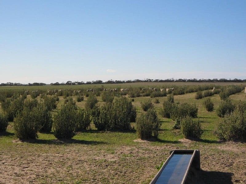 Lot 91-92 Wilkawatt North Road, LAMEROO SA 5302, Lameroo - Thumbnail 3