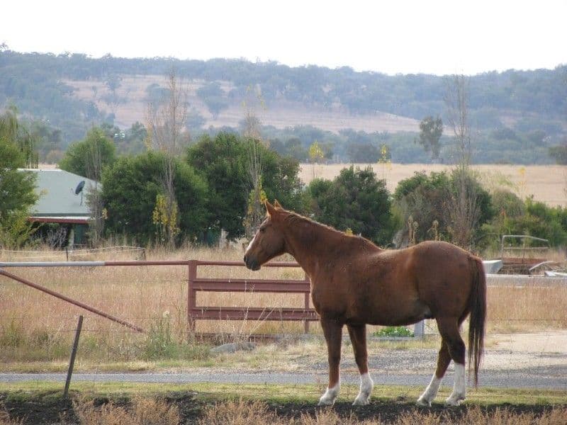 INVERELL NSW 2360, Inverell - Thumbnail 3