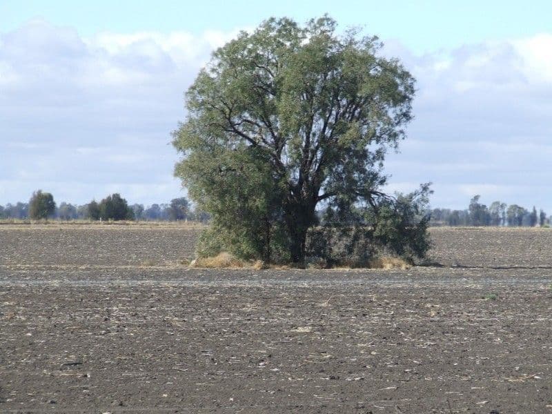 GOONDIWINDI QLD 4390, Goondiwindi - Thumbnail 2