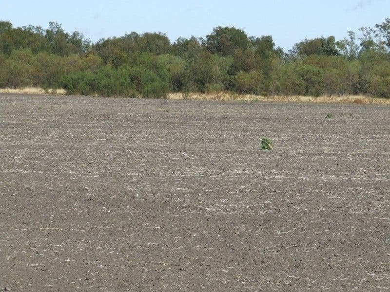 GOONDIWINDI QLD 4390, Goondiwindi - Thumbnail 5