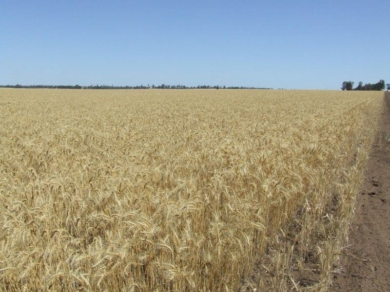 GOONDIWINDI QLD 4390, Goondiwindi - Thumbnail 5