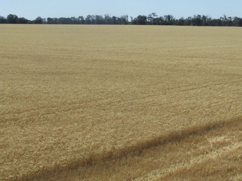 GOONDIWINDI QLD 4390, Goondiwindi - Thumbnail 6