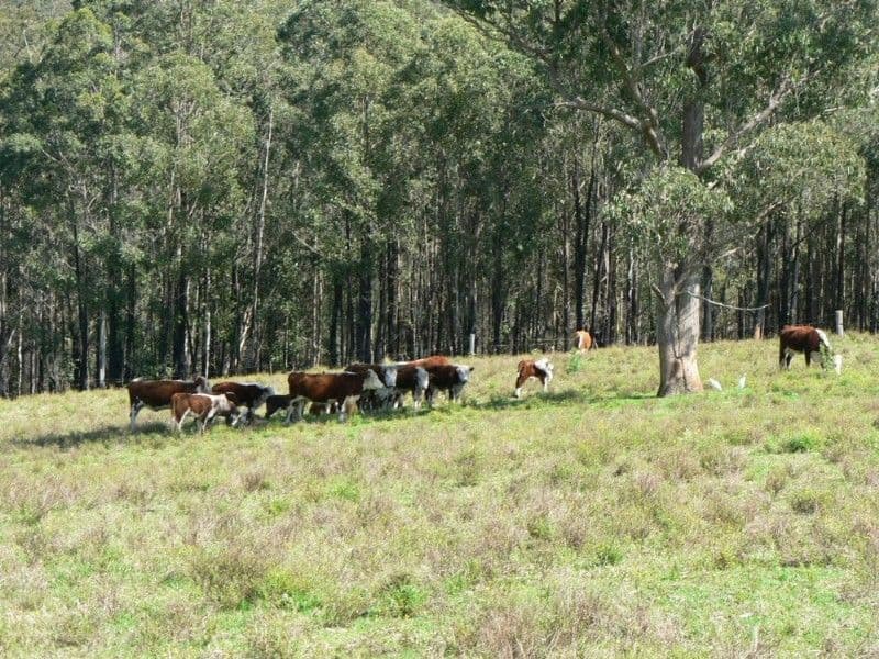 LANSDOWNE NSW 2430, Lansdowne - Thumbnail 2