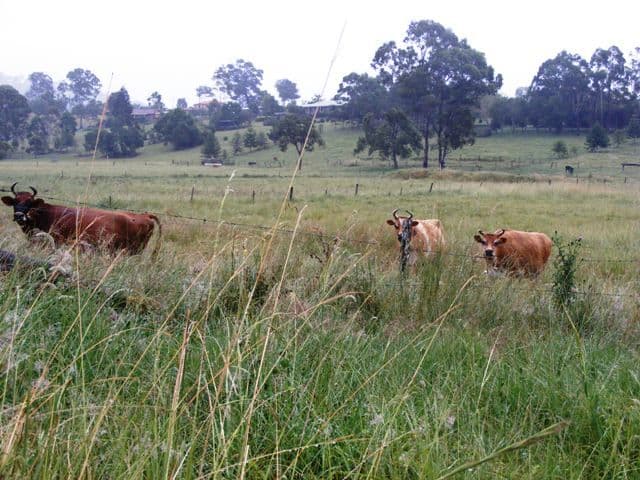 48 Robert Road, CHATSWORTH QLD 4570, Chatsworth - Thumbnail 3