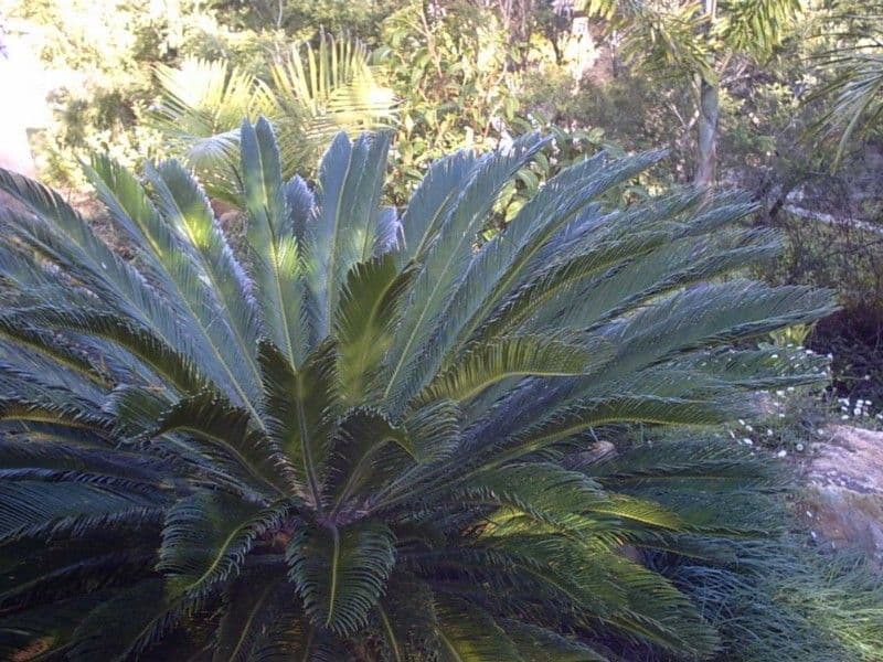 24 Thomas Place, UPPER KEDRON QLD 4055, Upper Kedron - Thumbnail 6