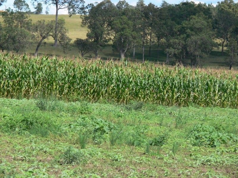 KYOGLE NSW 2474, Kyogle - Thumbnail 4