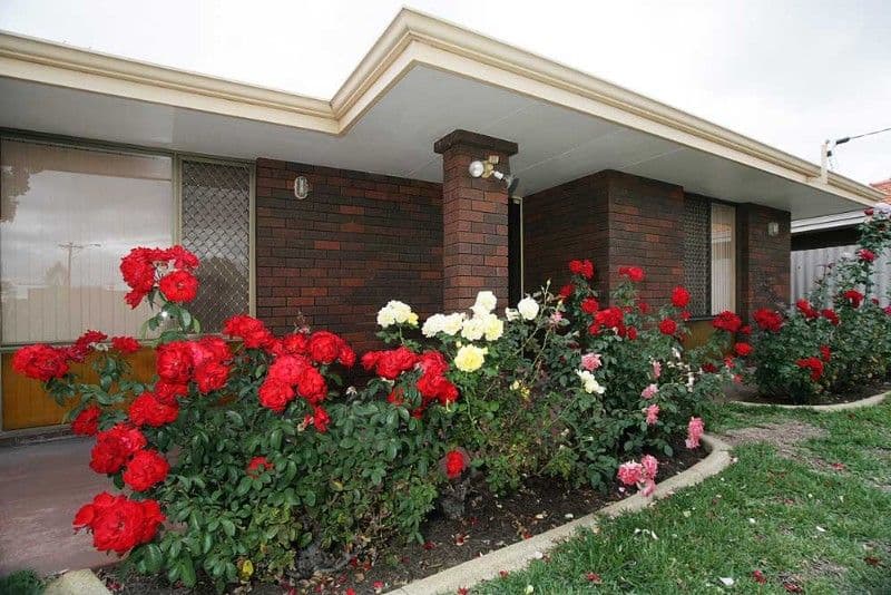 7 Hargrave Drive, THORNLIE WA 6108, Thornlie - Thumbnail 2
