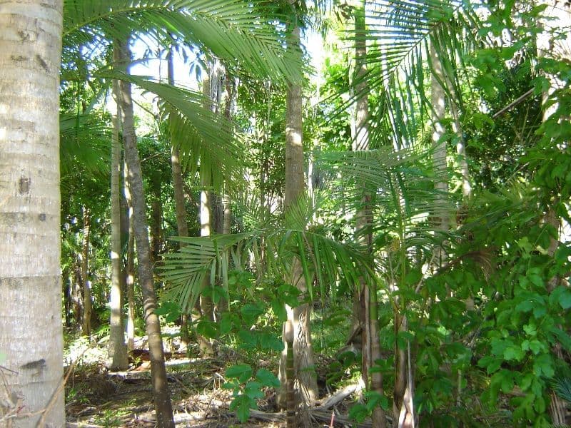 BAUPLE QLD 4650, Bauple - Thumbnail 6