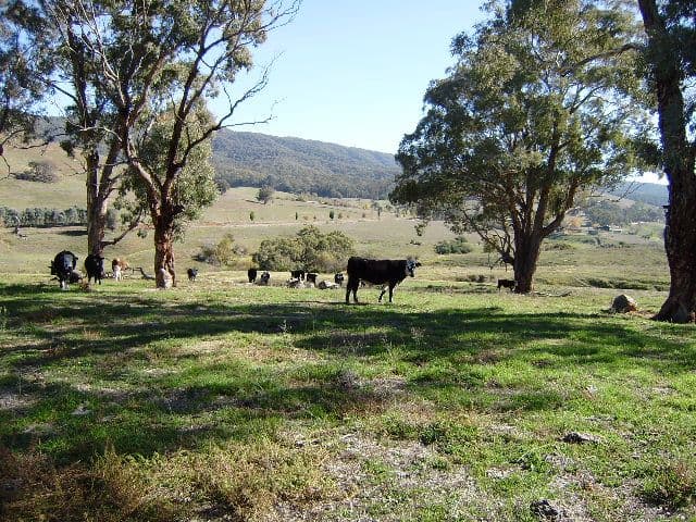 6 Jurgies Track, GEORGES CREEK VIC 3700, Georges Creek - Thumbnail 4