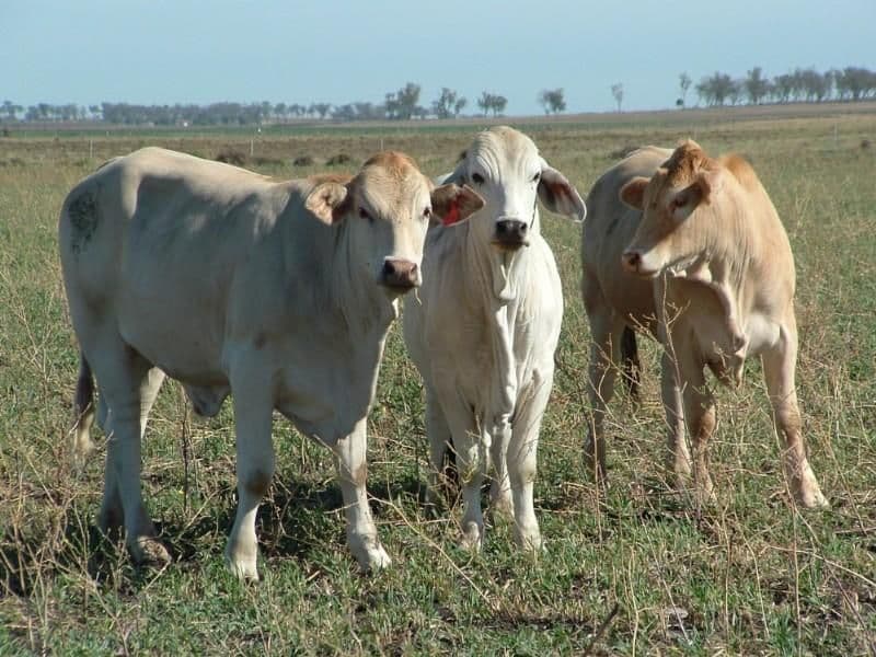 JONDARYAN QLD 4403, Jondaryan - Thumbnail 2