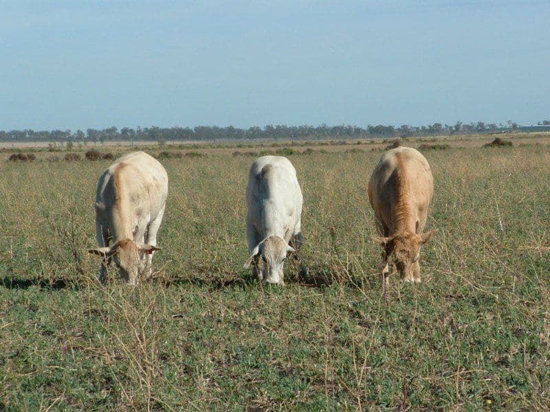 JONDARYAN QLD 4403, Jondaryan - Thumbnail 8