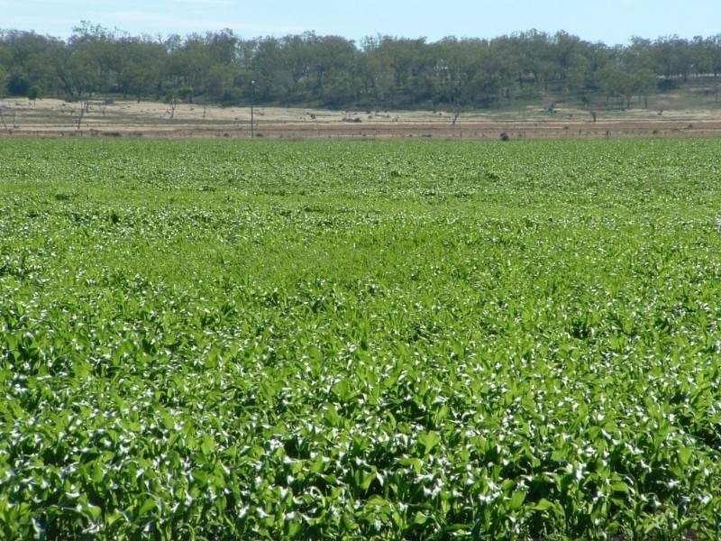 JONDARYAN QLD 4403, Jondaryan - Image 1