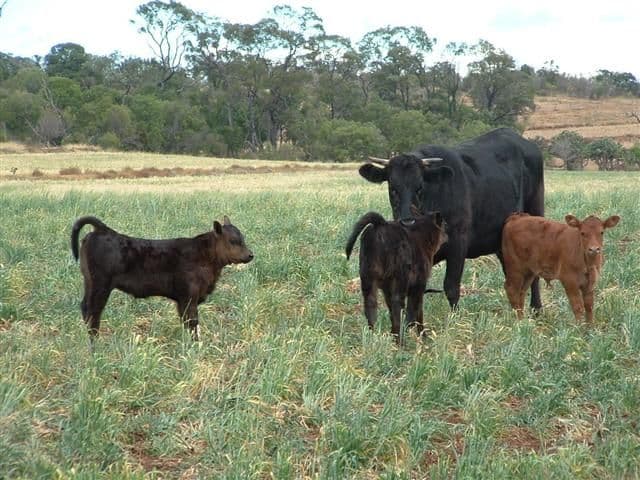 DALBY QLD 4405, Dalby - Thumbnail 3