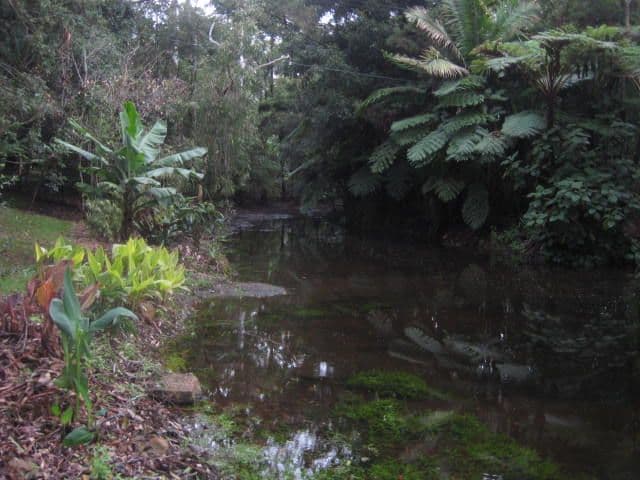 66 Licuala Drive  Has never changed hands!, NORTH TAMBORINE QLD 4272, North Tamborine - Thumbnail 4