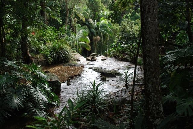 66 Licuala Drive  Has never changed hands!, NORTH TAMBORINE QLD 4272, North Tamborine - Image 1