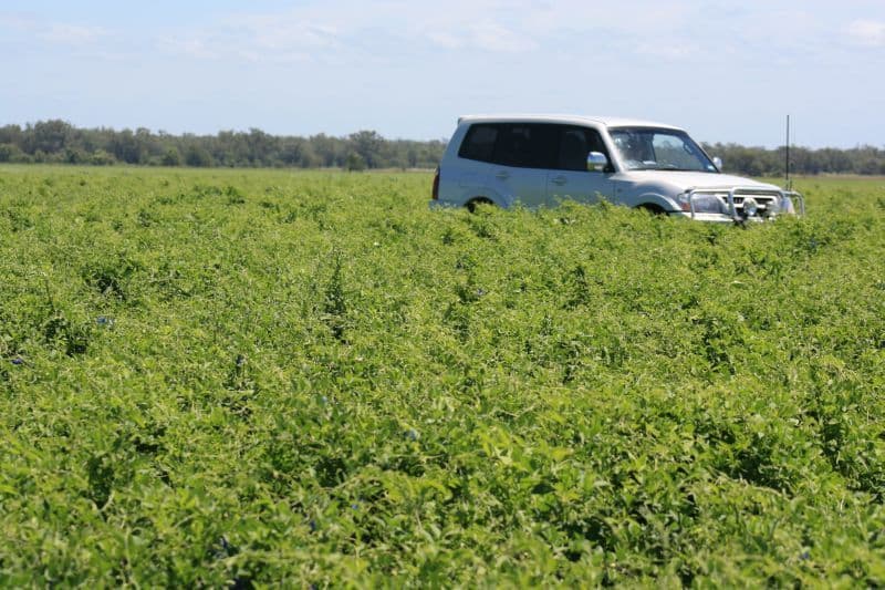 SPRINGSURE QLD 4722, Springsure - Thumbnail 7