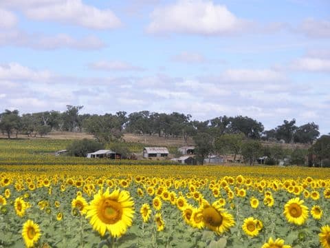 PITTSWORTH QLD 4356, Pittsworth - Thumbnail 2
