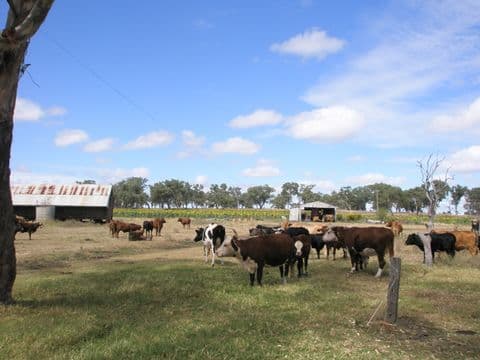 PITTSWORTH QLD 4356, Pittsworth - Thumbnail 3