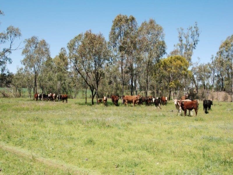 DALBY QLD 4405, Dalby - Image 1