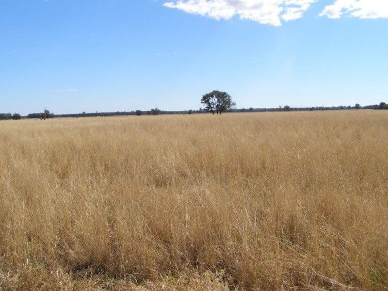 GOONDIWINDI QLD 4390, Goondiwindi - Thumbnail 4