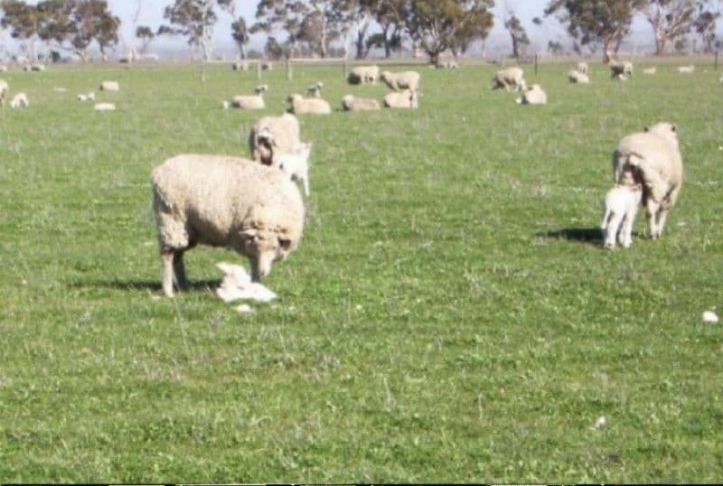 lot 522 Linfern Road, BORDERTOWN SA 5268, Bordertown - Thumbnail 5