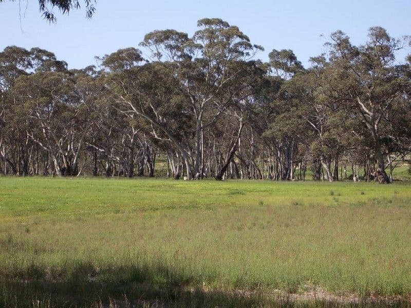 Lot 222 Old Stone Tank Road, MUNDULLA SA 5270, Mundulla - Thumbnail 3