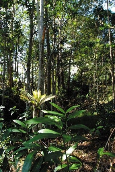 SAMFORD QLD 4520, Samford Valley - Thumbnail 7