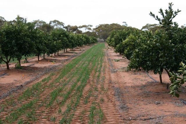 4 Lots on Devlin Pound Road, WAIKERIE SA 5330, Waikerie - Thumbnail 3