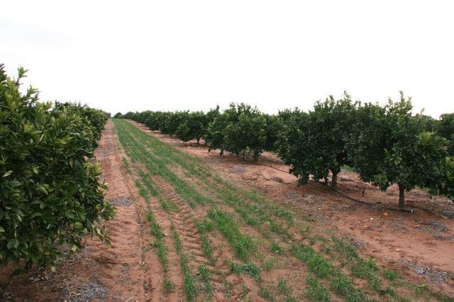 4 Lots on Devlin Pound Road, WAIKERIE SA 5330, Waikerie - Thumbnail 4