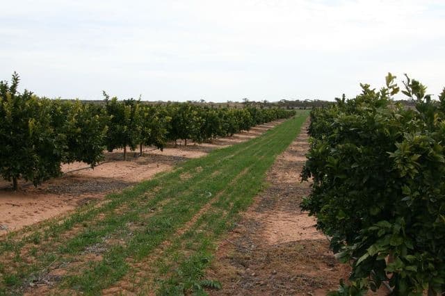 4 Lots on Devlin Pound Road, WAIKERIE SA 5330, Waikerie - Thumbnail 5