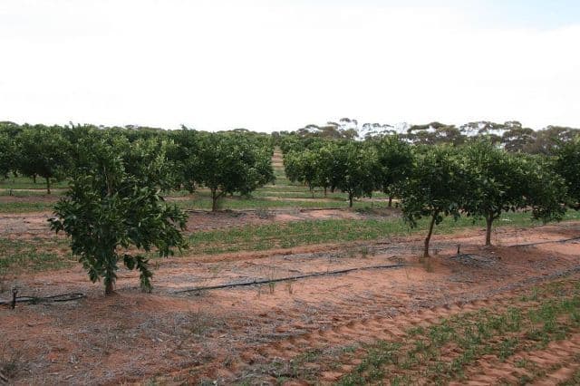4 Lots on Devlin Pound Road, WAIKERIE SA 5330, Waikerie - Thumbnail 6