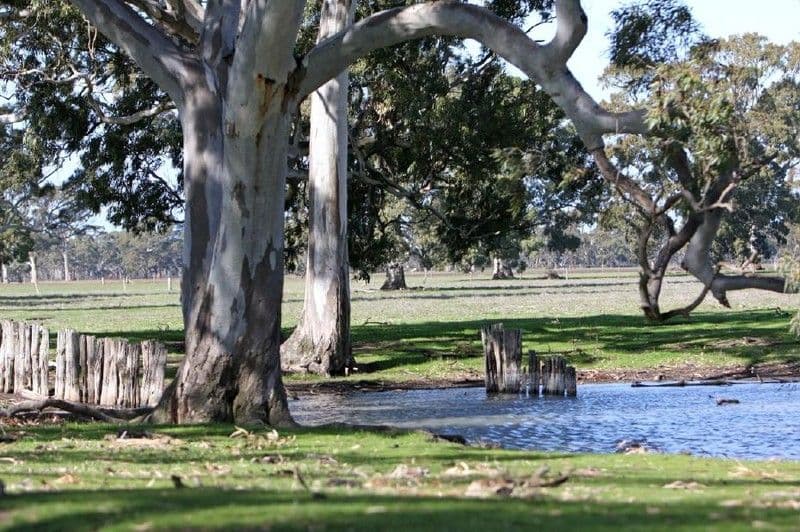 Sheridan Padthaway Road, PADTHAWAY SA 5271, Padthaway - Image 1